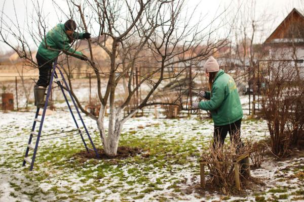 Attrezzi per potare: alberi e manutenzione invernale