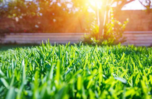 Preparare il prato per la primavera